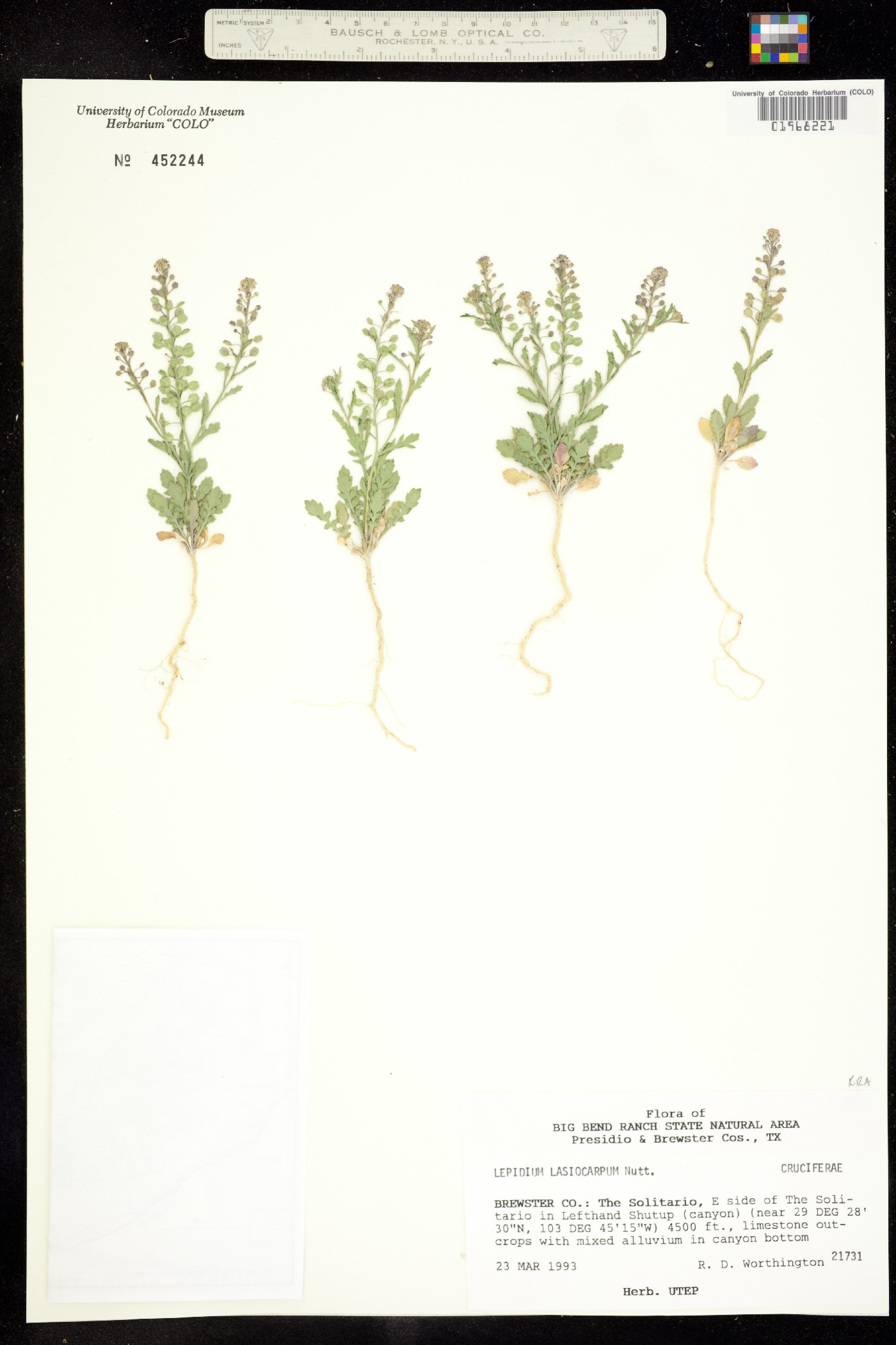 Lepidium lasiocarpum image