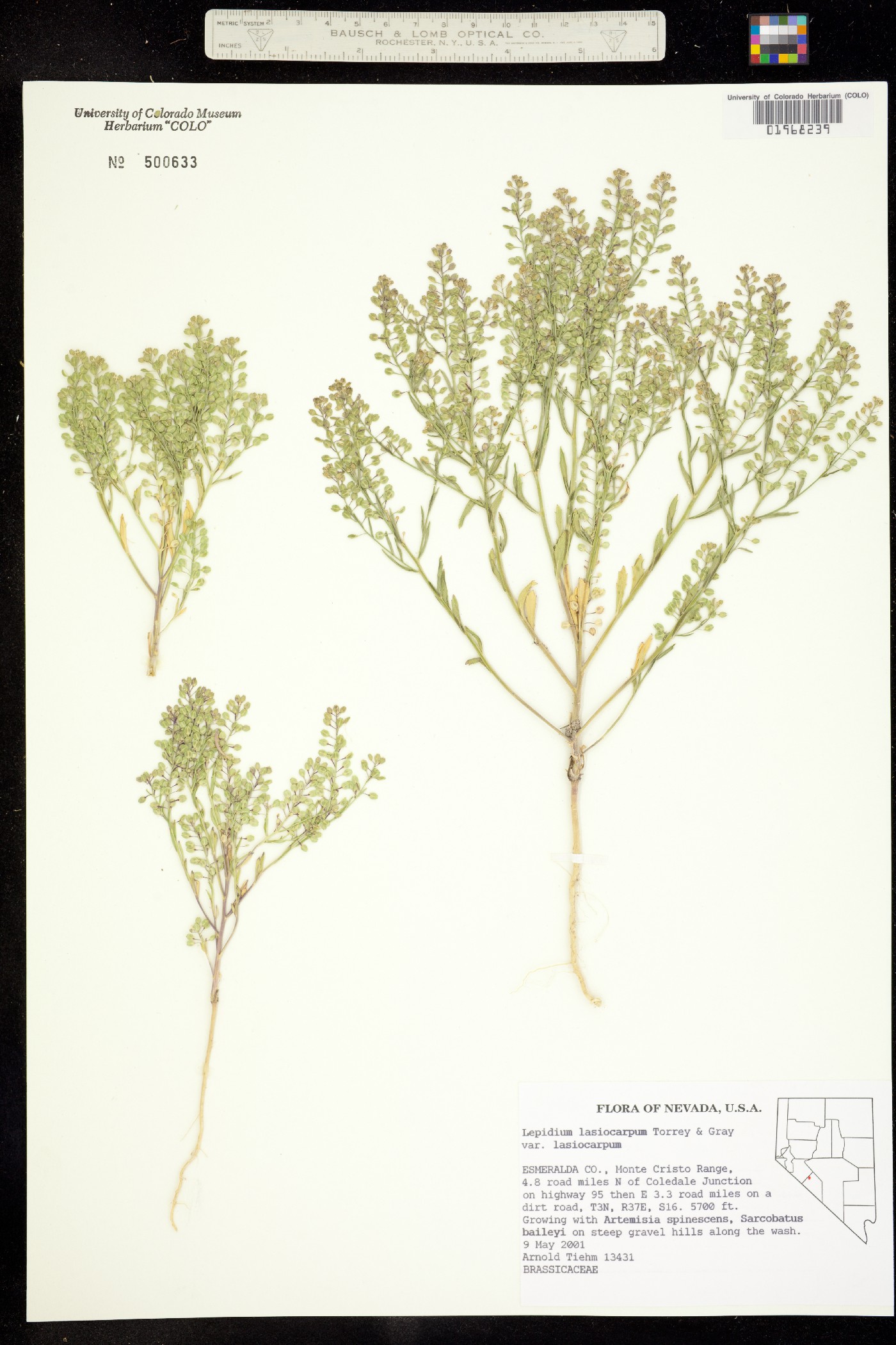 Lepidium lasiocarpum image