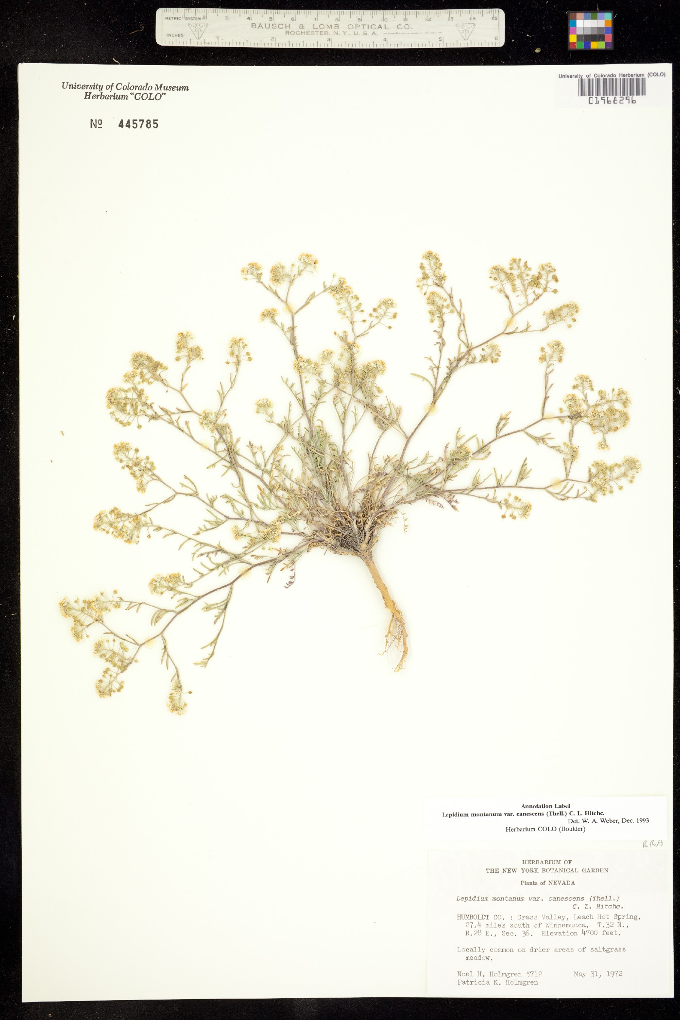Lepidium montanum image