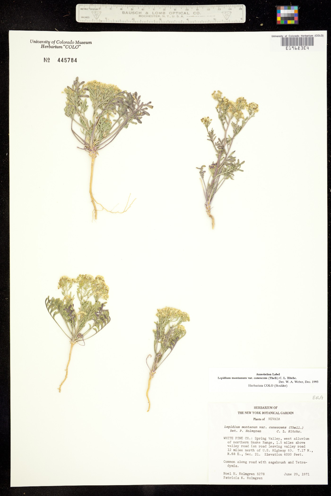 Lepidium montanum var. canescens image