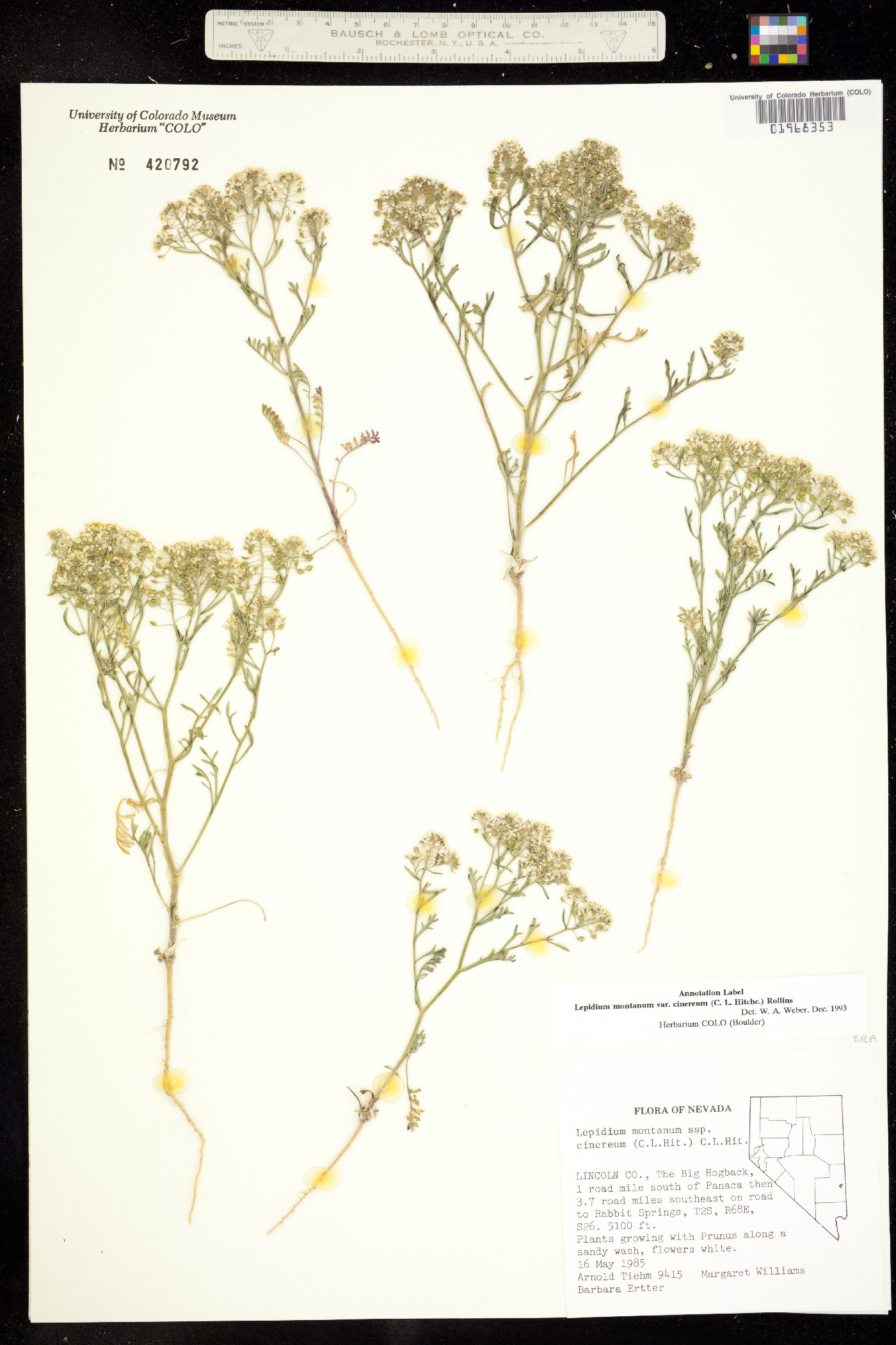 Lepidium montanum image