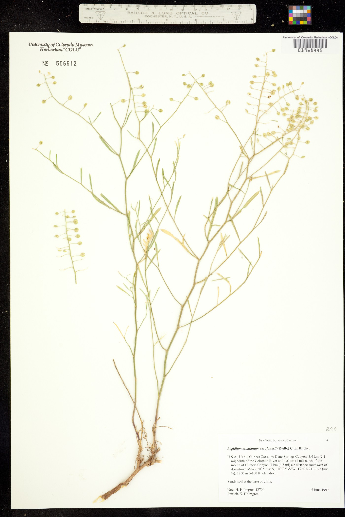 Lepidium montanum image