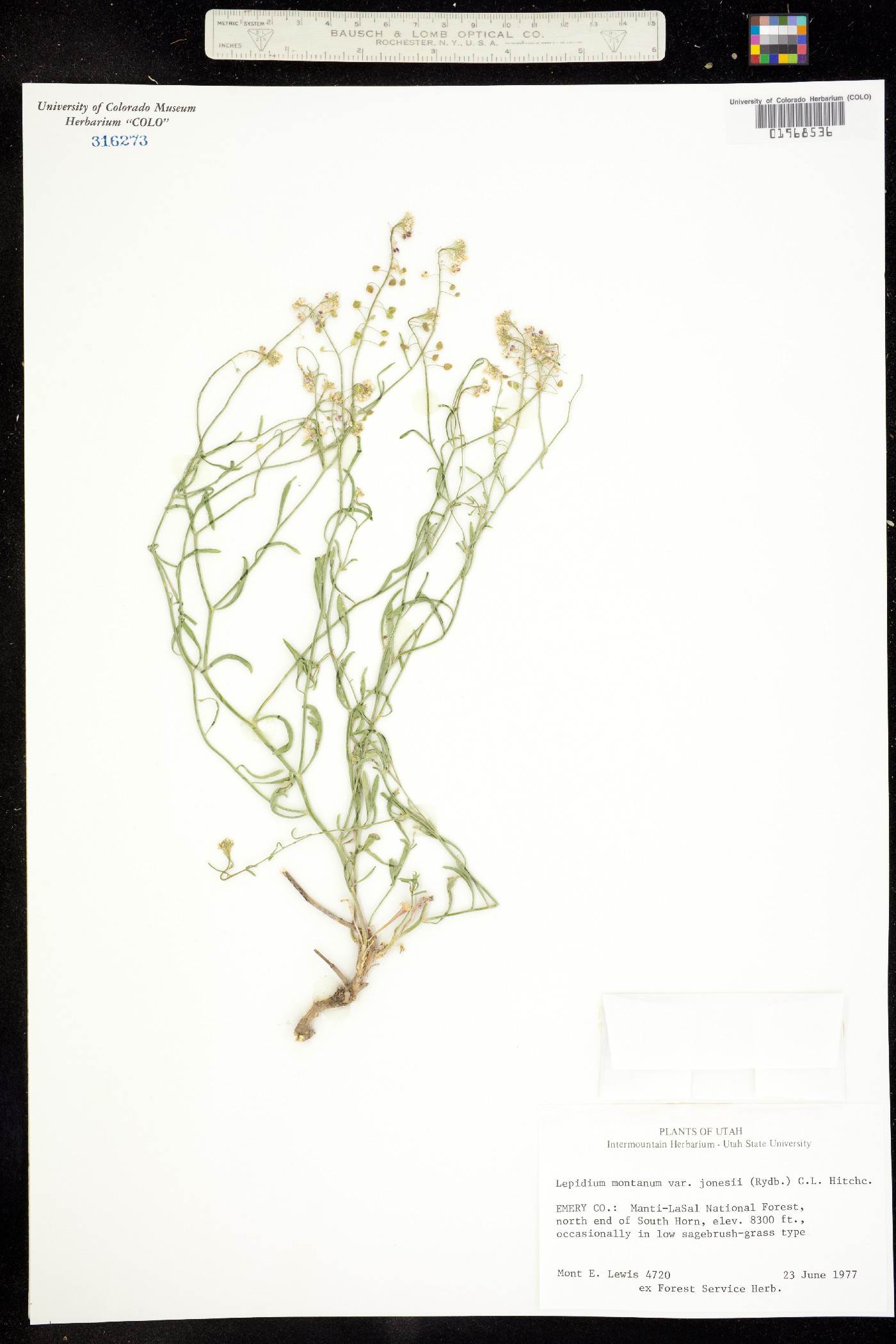 Lepidium montanum image