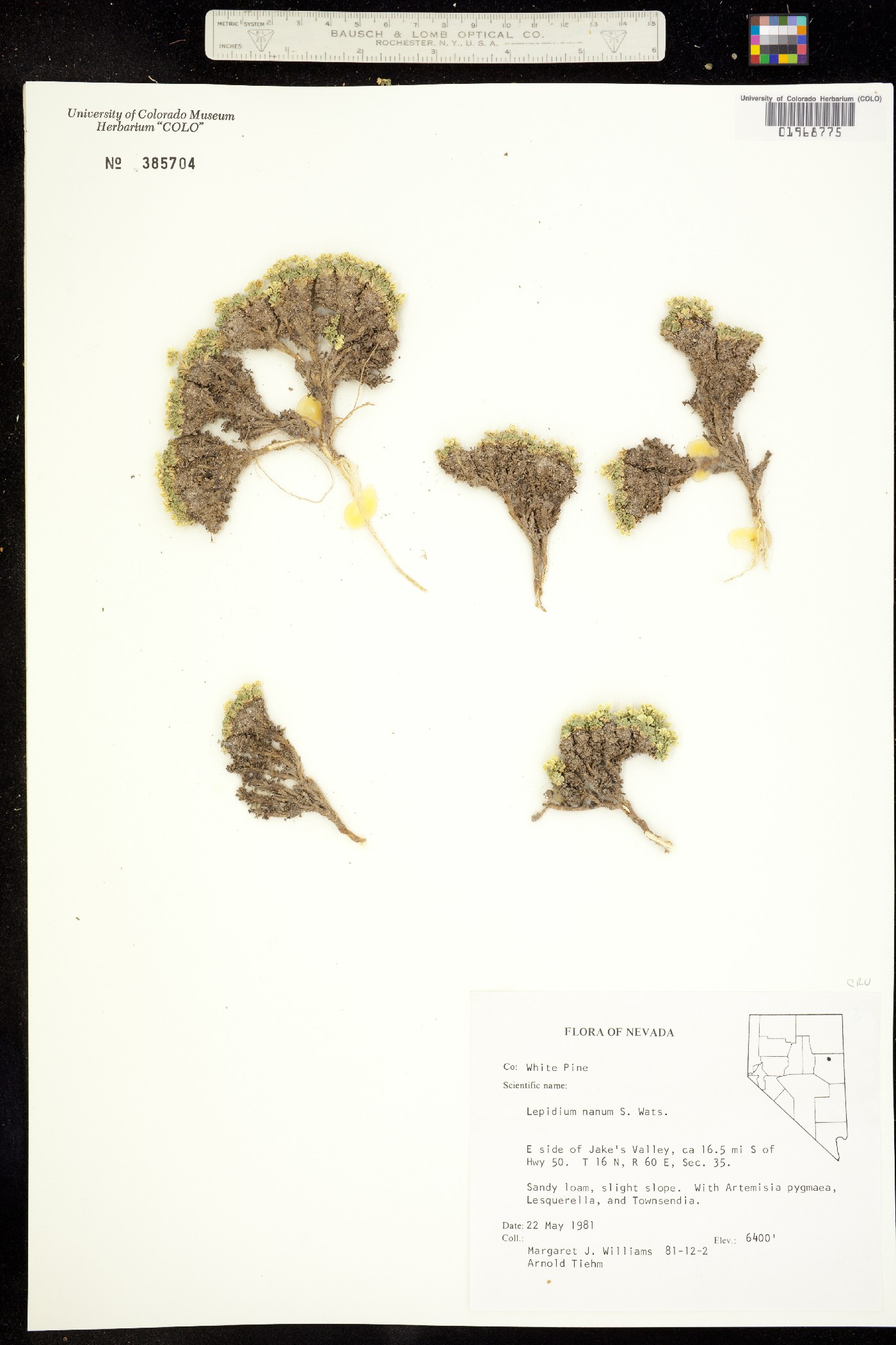 Lepidium nanum image