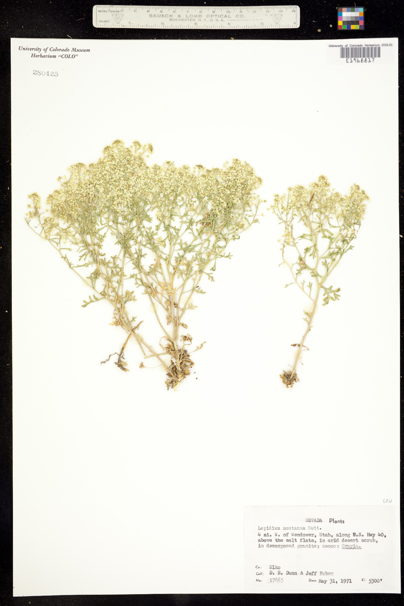 Lepidium montanum image