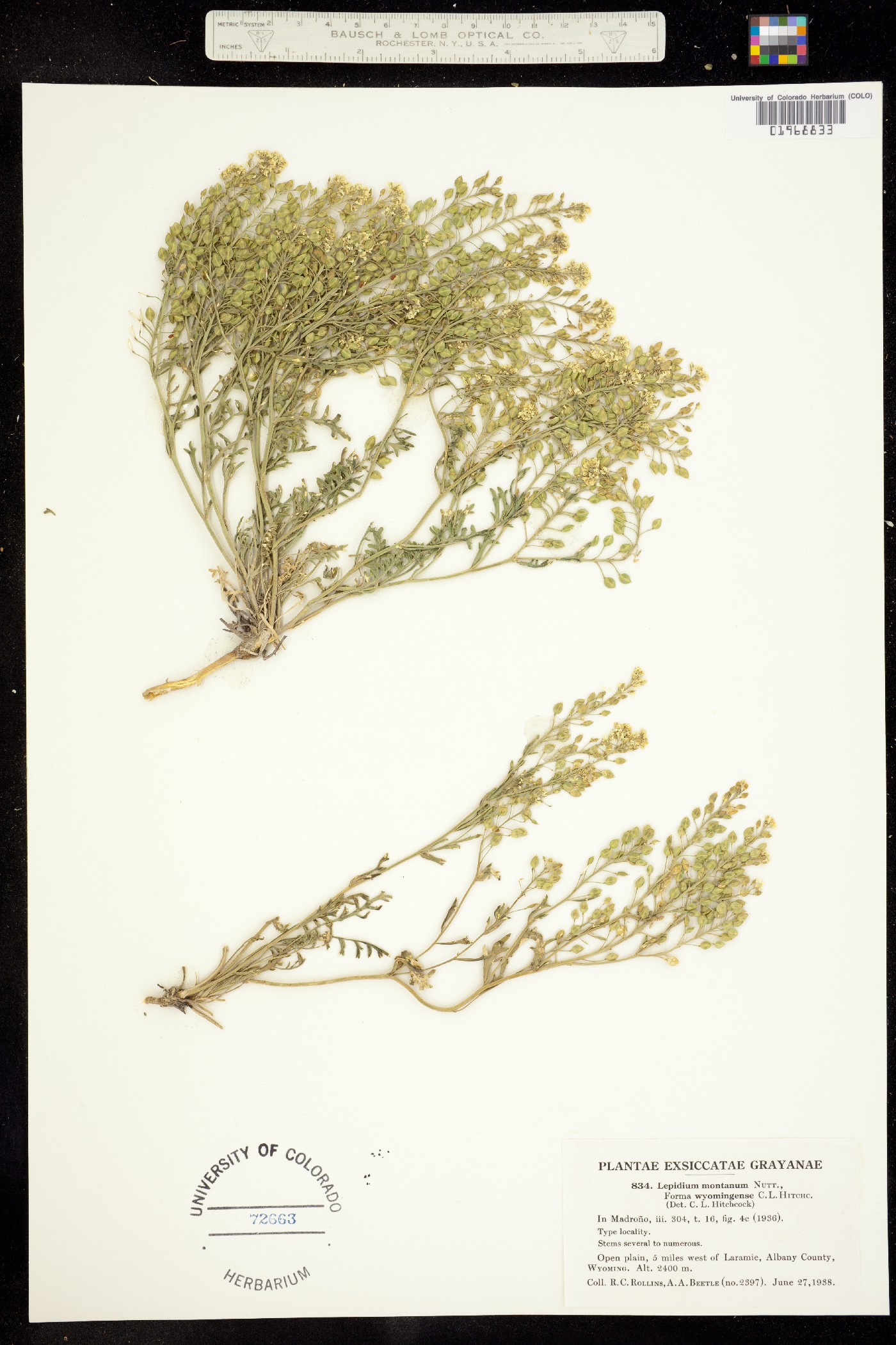 Lepidium montanum image