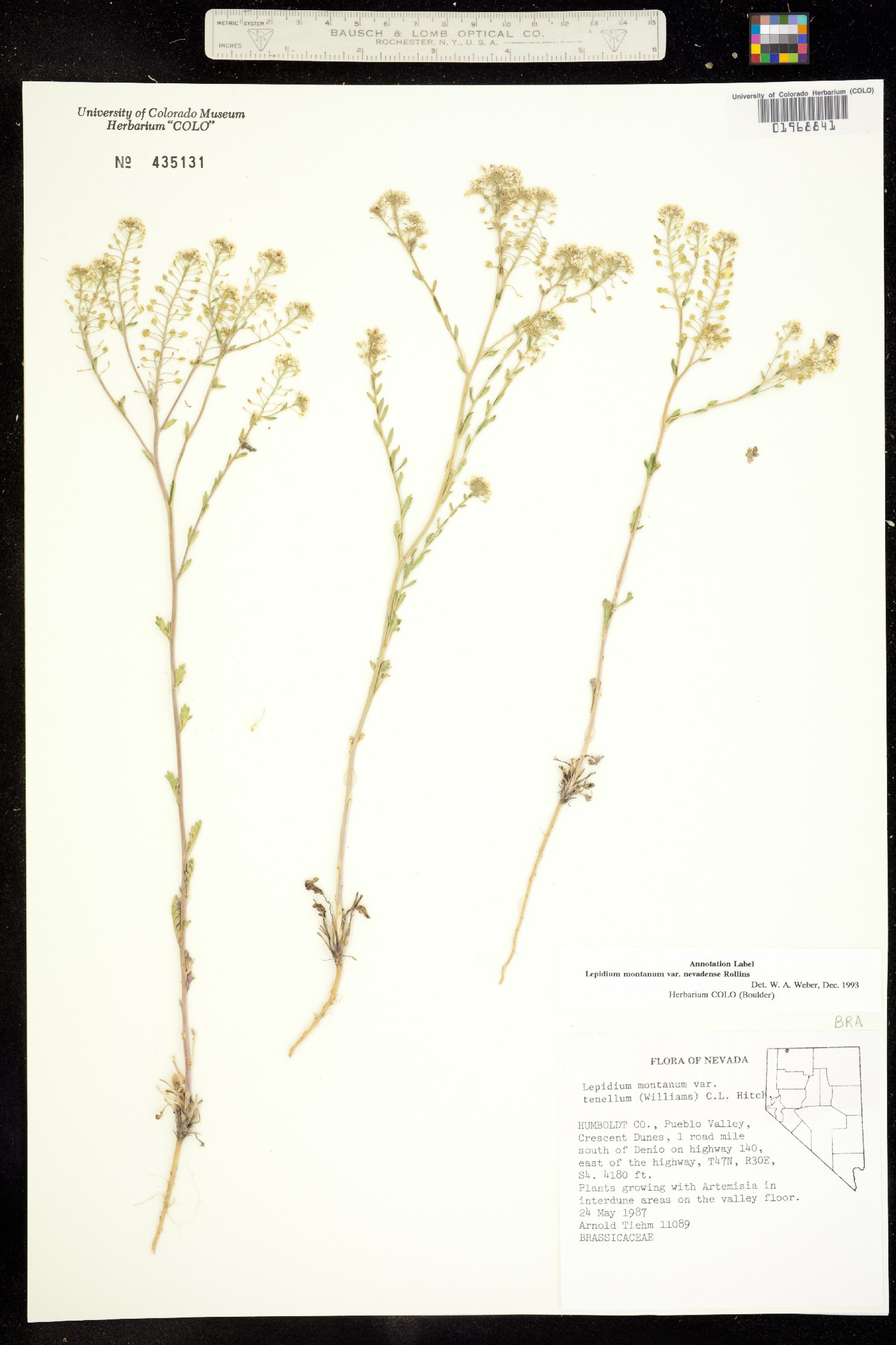 Lepidium montanum image