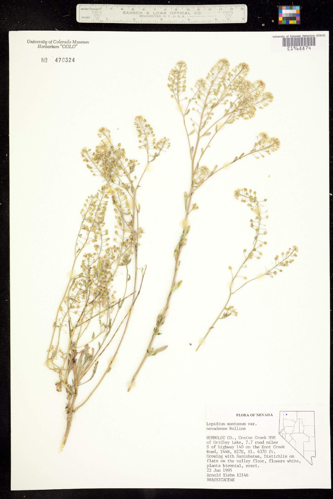 Lepidium montanum var. nevadense image