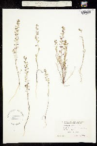 Image of Lepidium nitidum