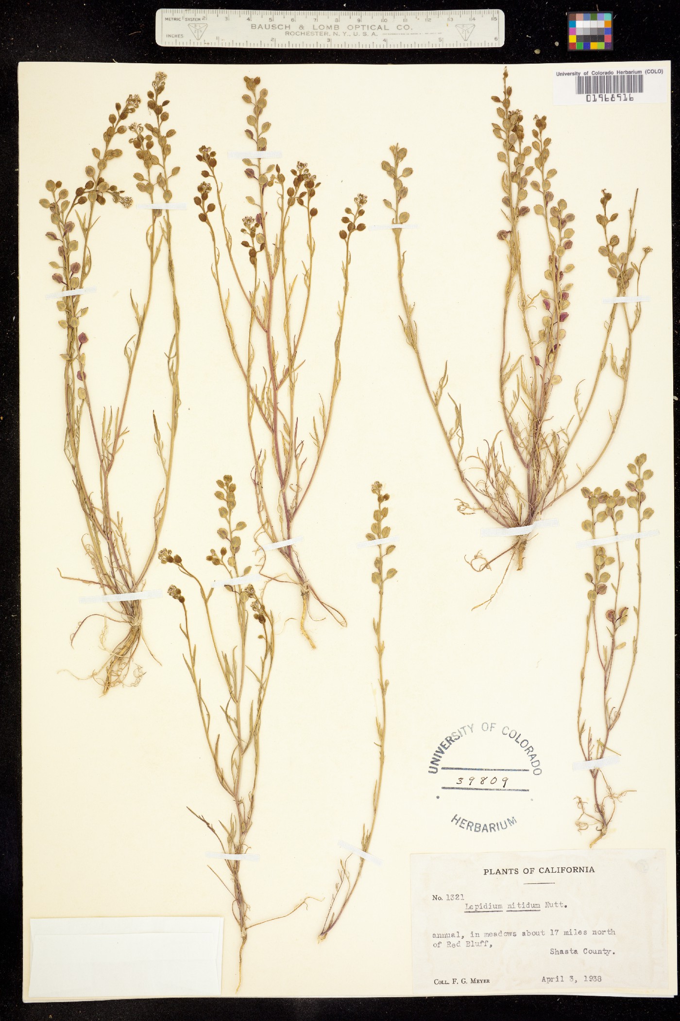 Lepidium nitidum image