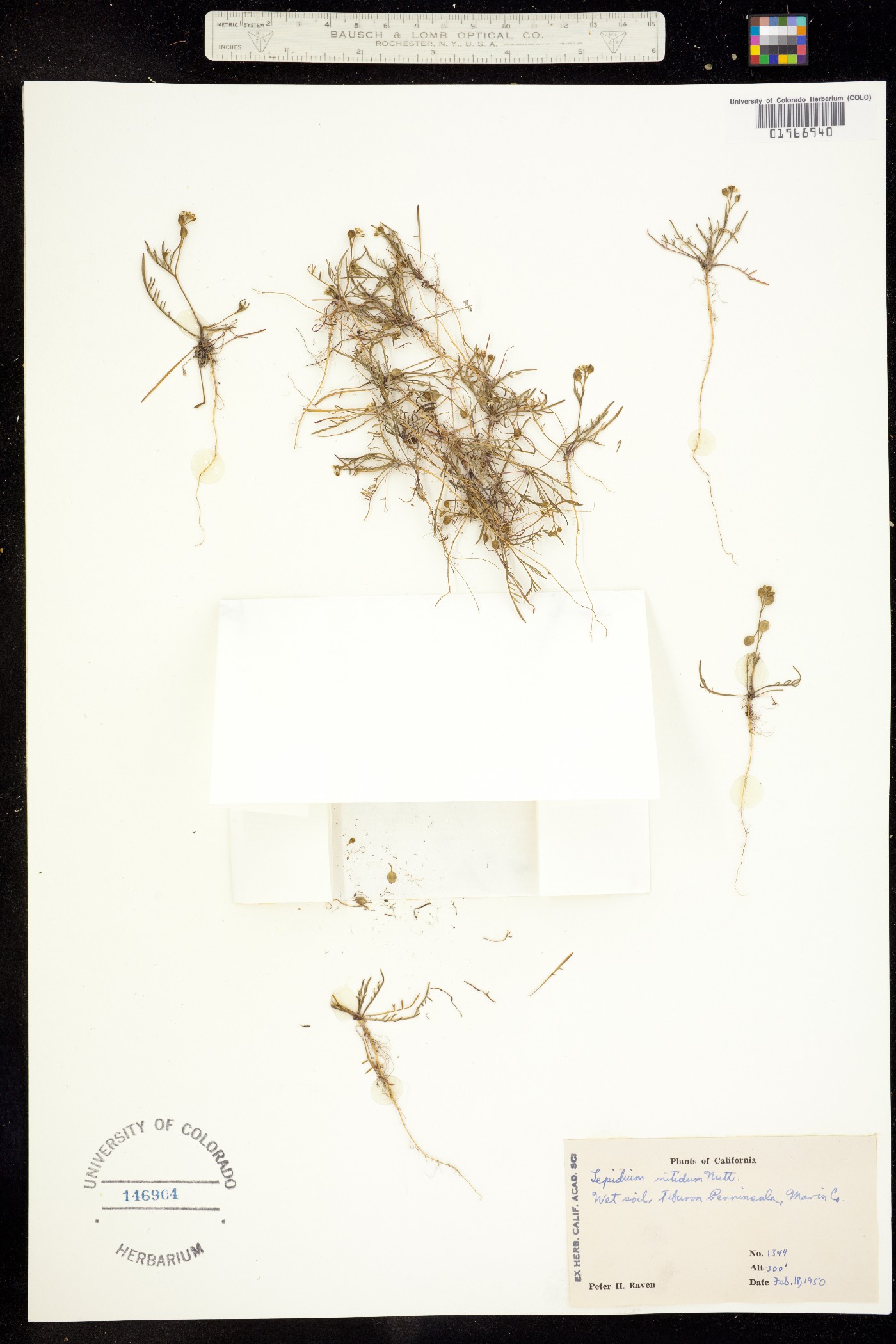 Lepidium nitidum image