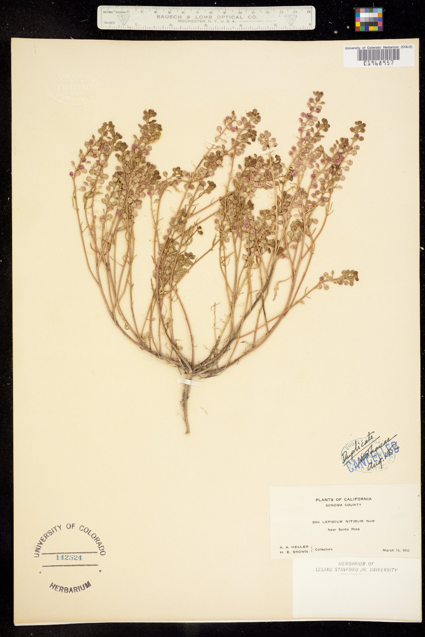 Lepidium nitidum image