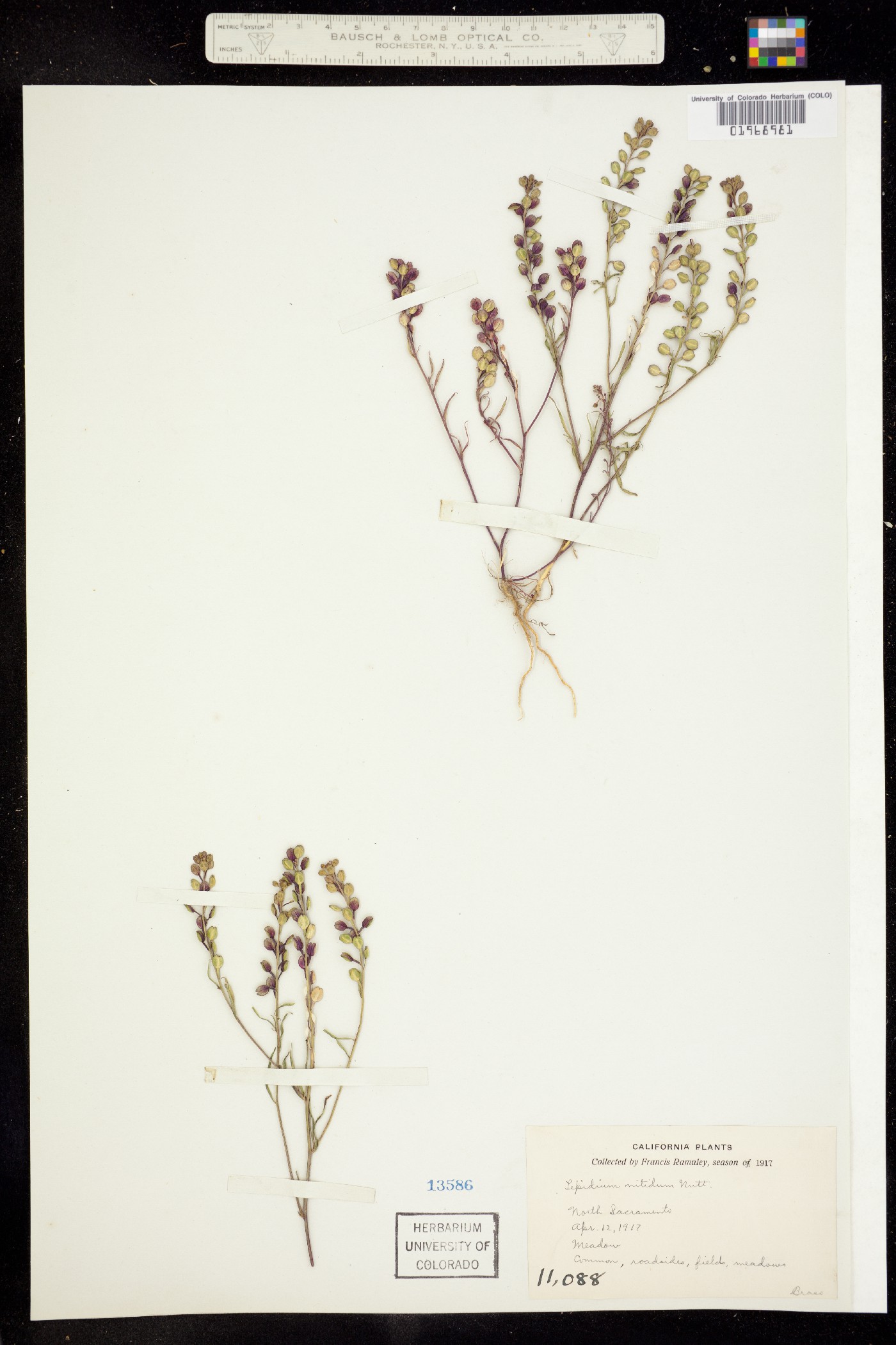Lepidium nitidum image
