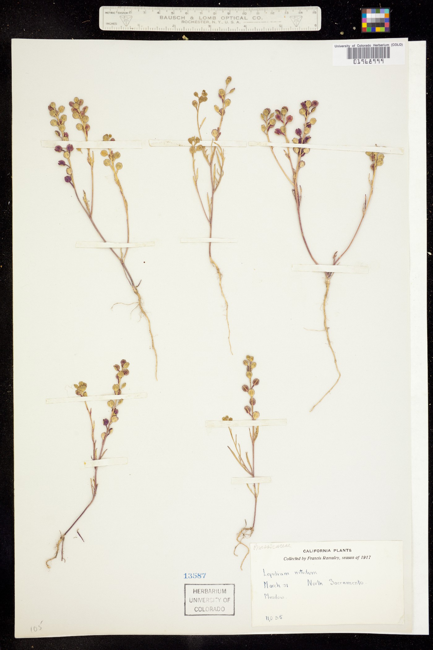 Lepidium nitidum image