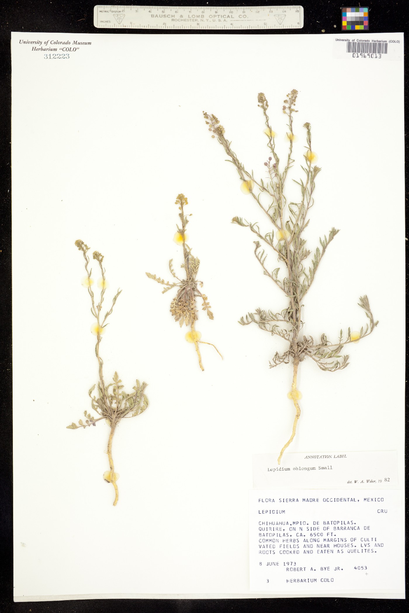 Lepidium oblongum image