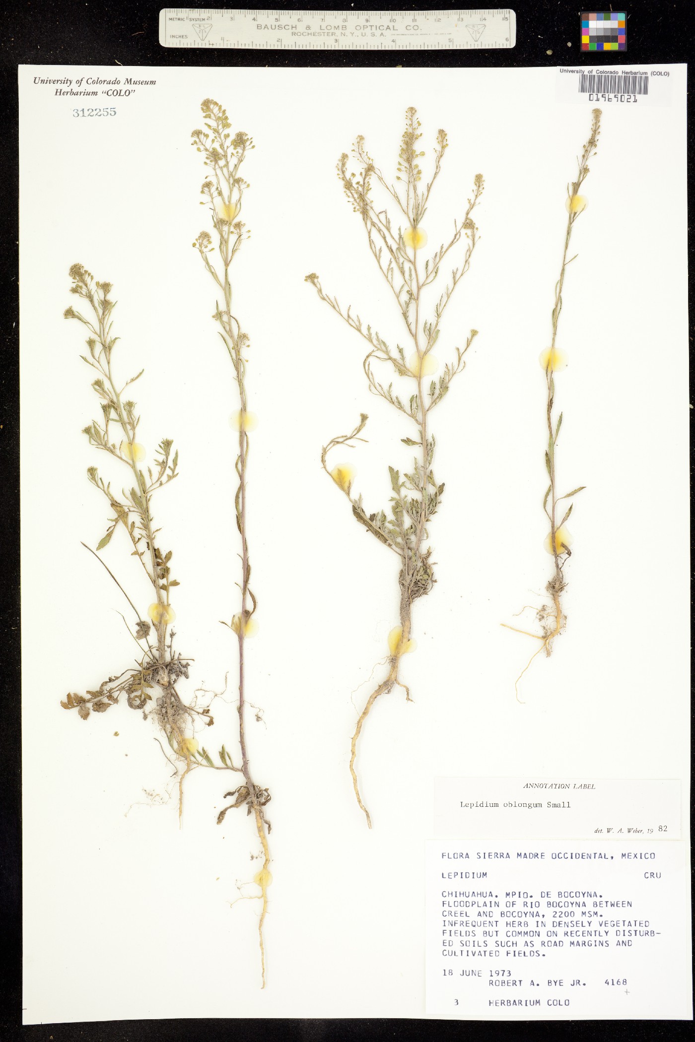 Lepidium oblongum image