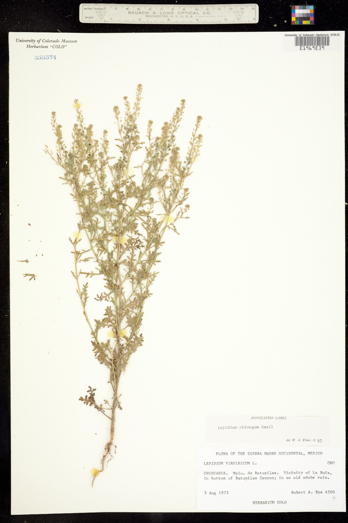 Lepidium oblongum image