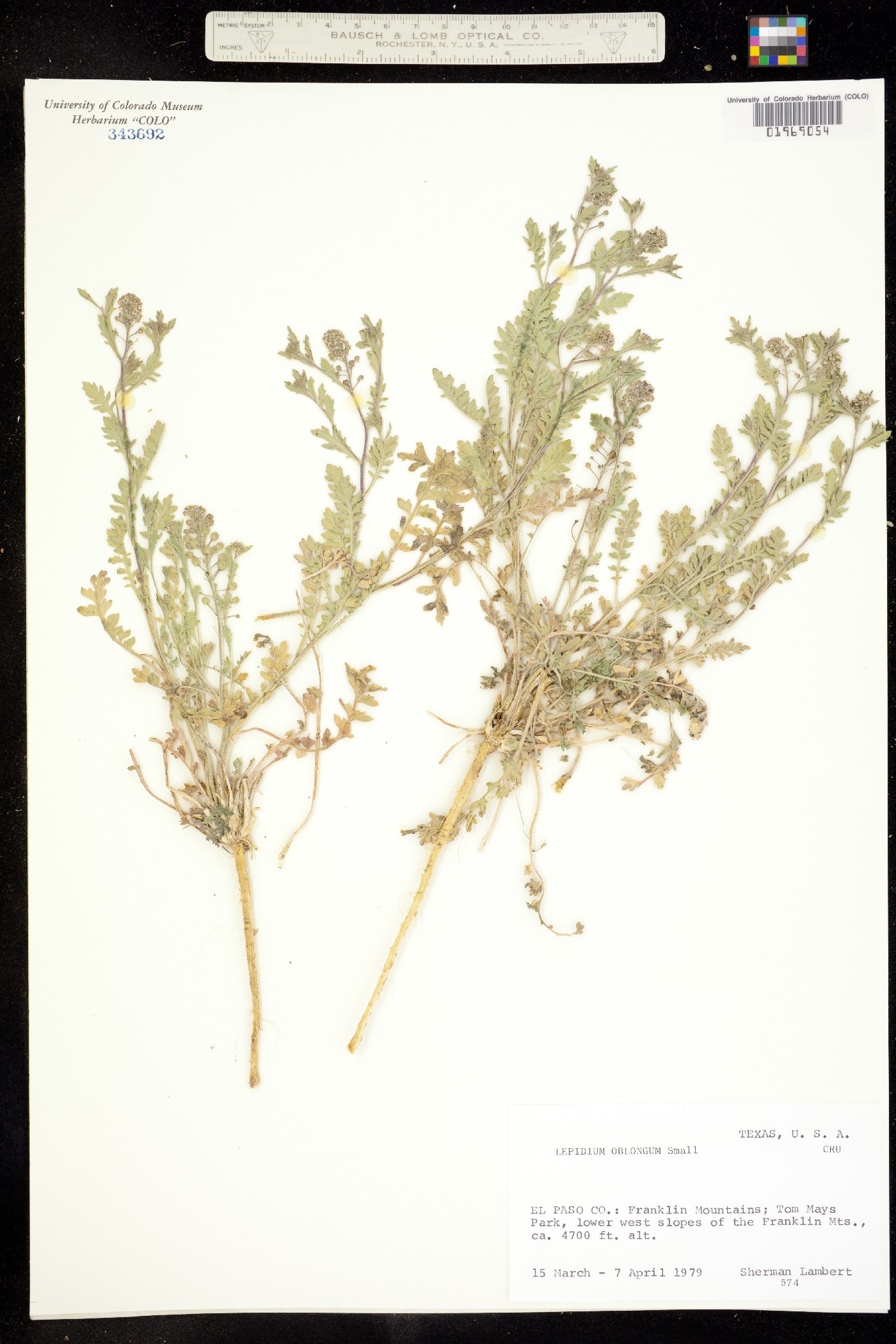 Lepidium oblongum image