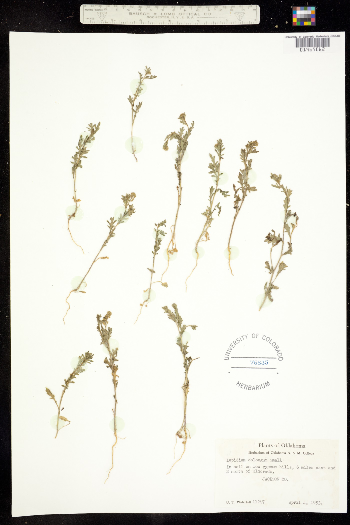 Lepidium oblongum image