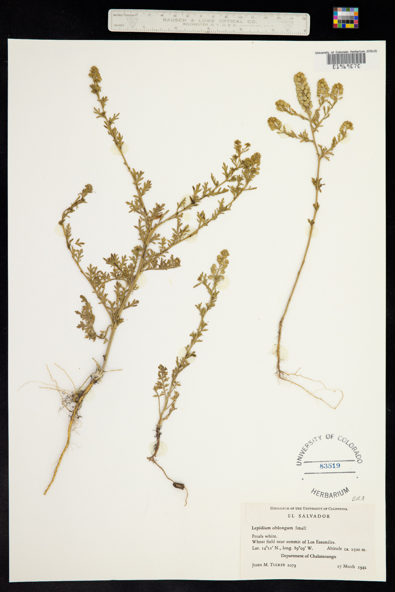 Lepidium oblongum image