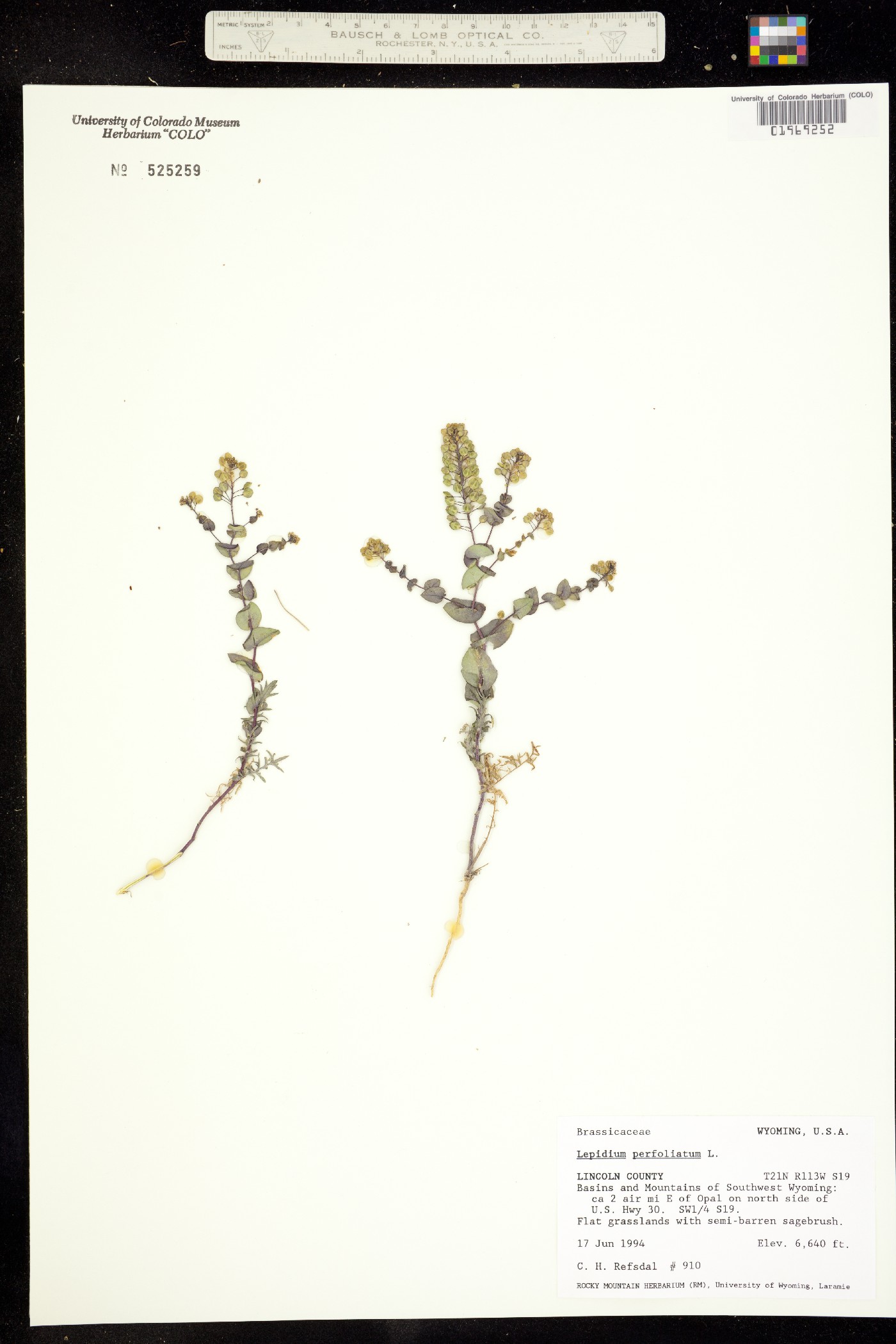 Lepidium image