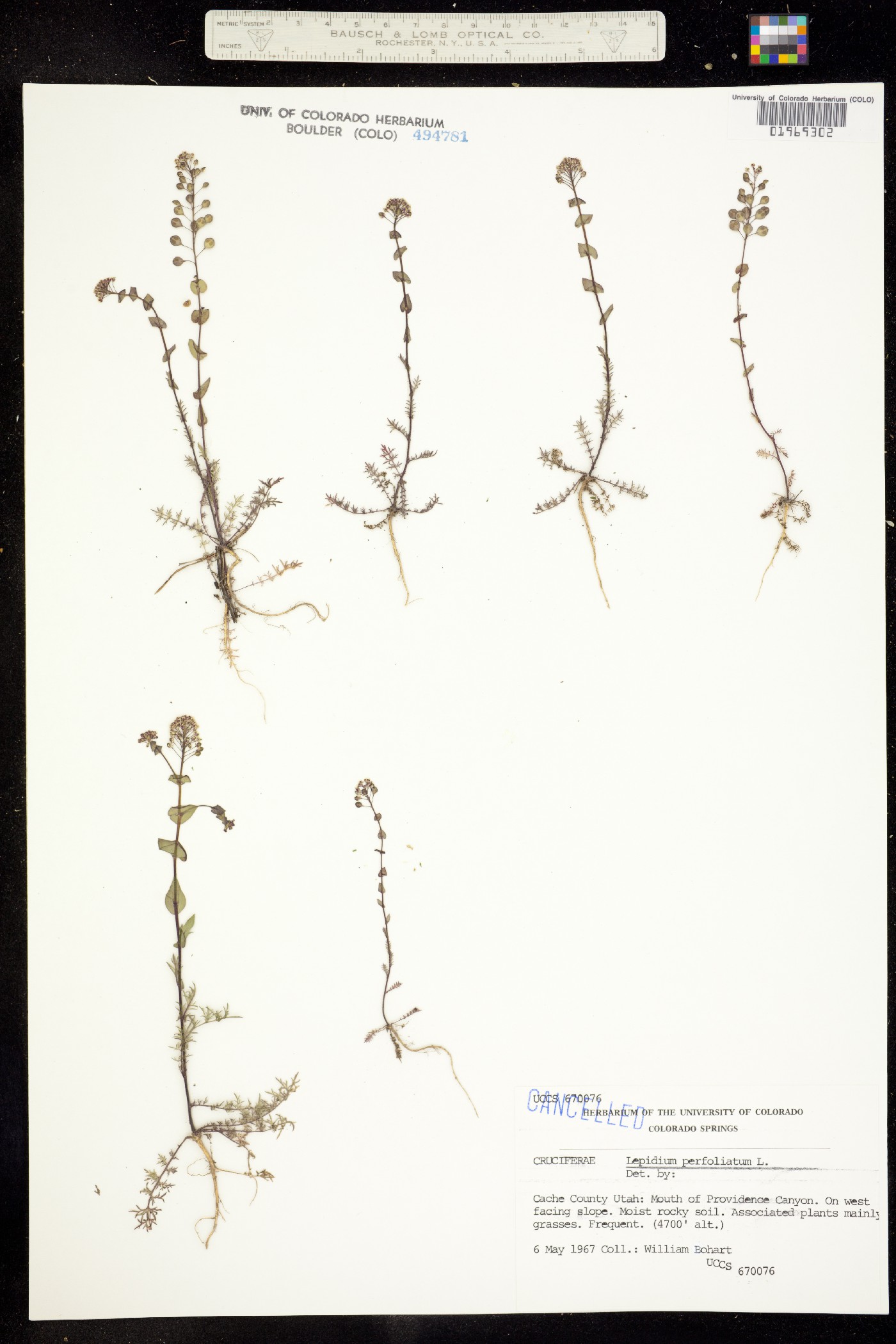 Lepidium perfoliatum image