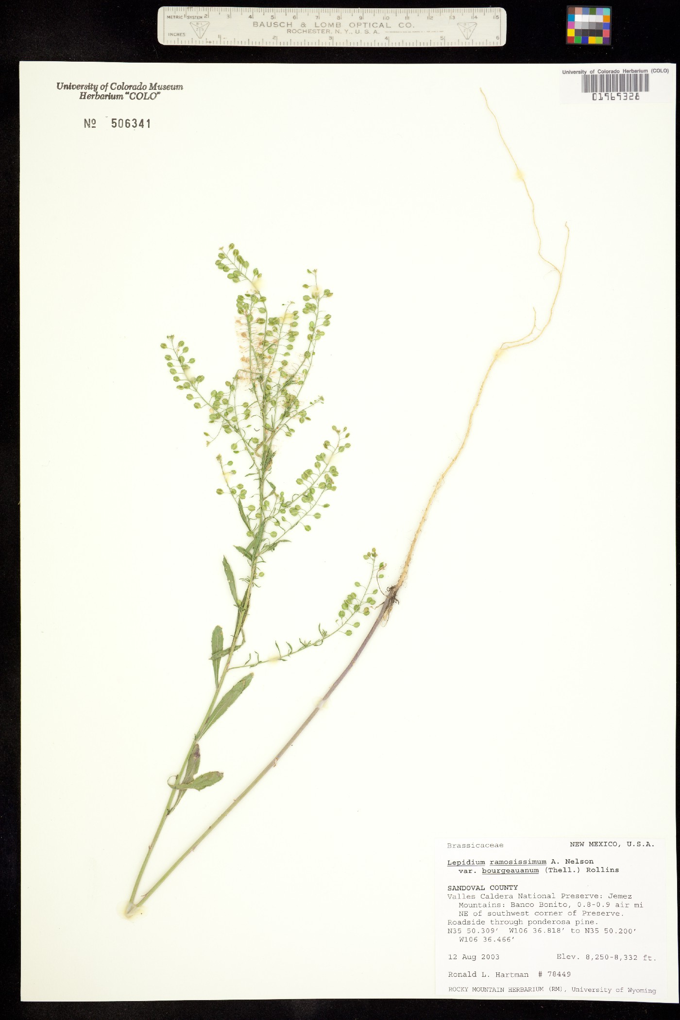 Lepidium ramosissimum image