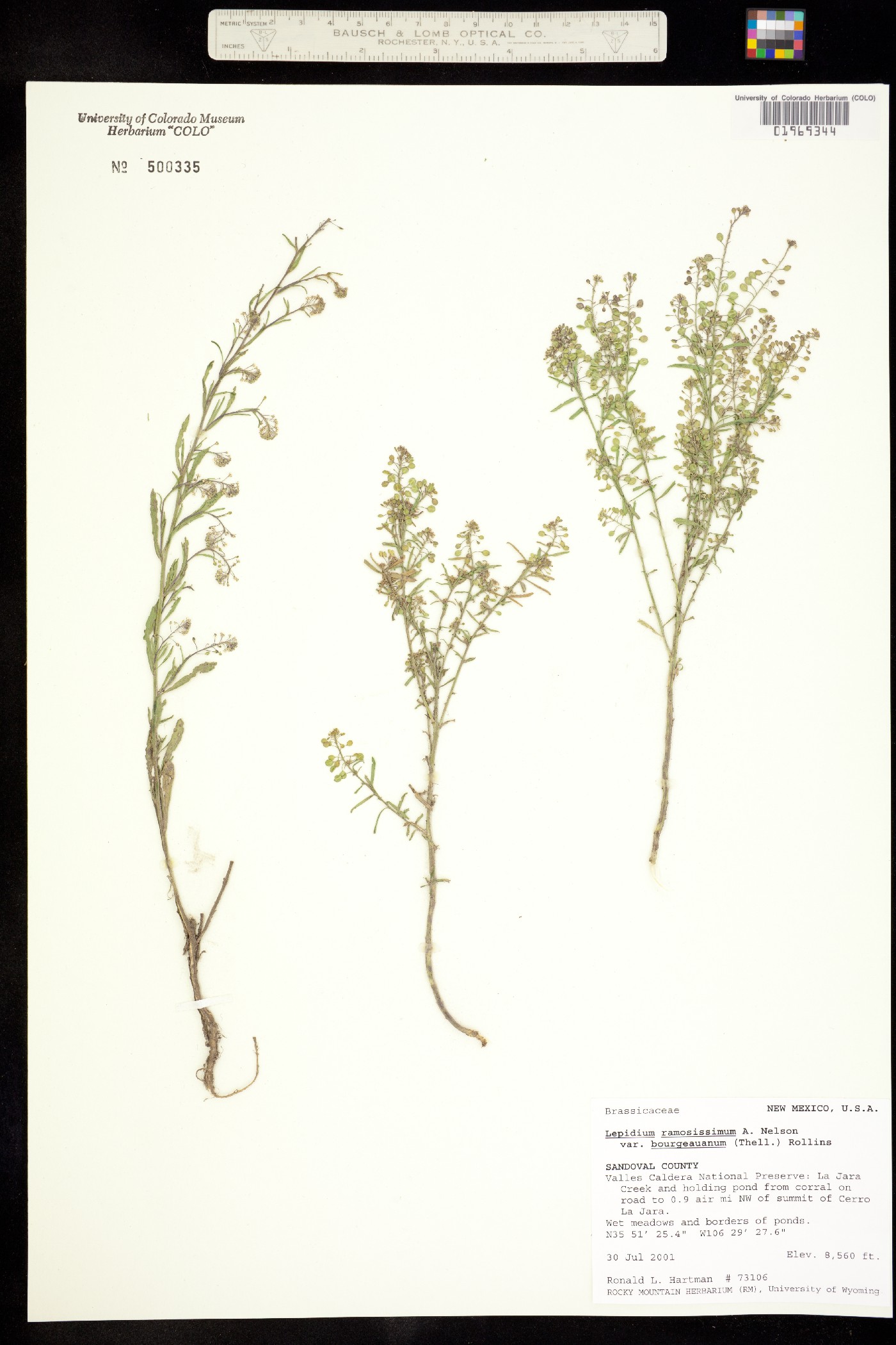 Lepidium ramosissimum image