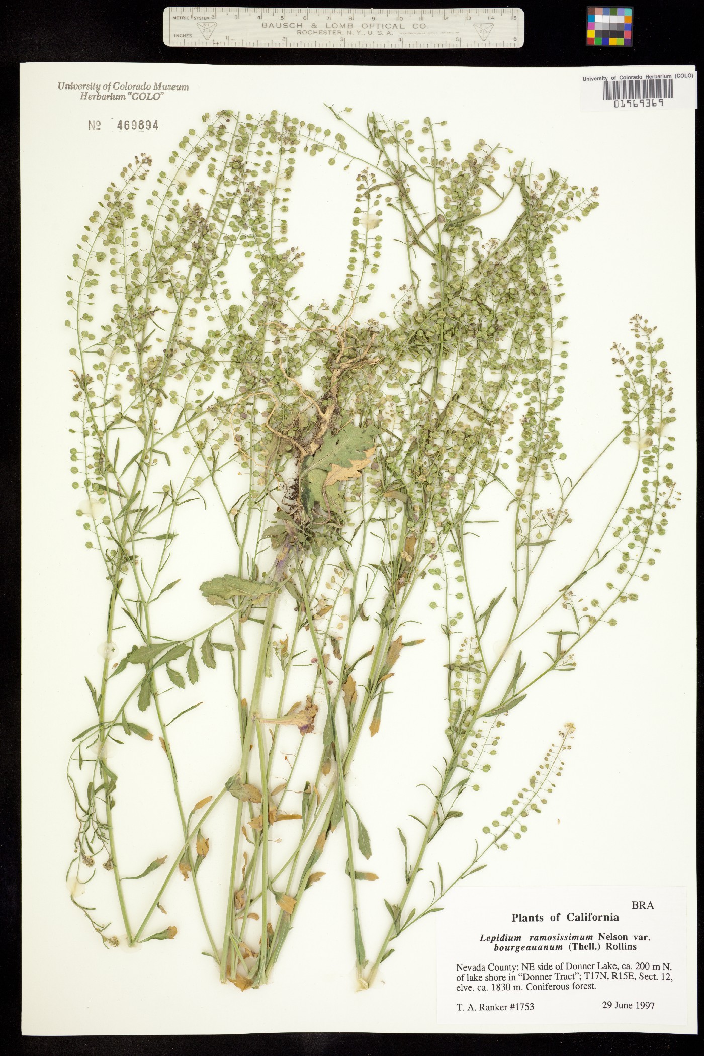 Lepidium ramosissimum image