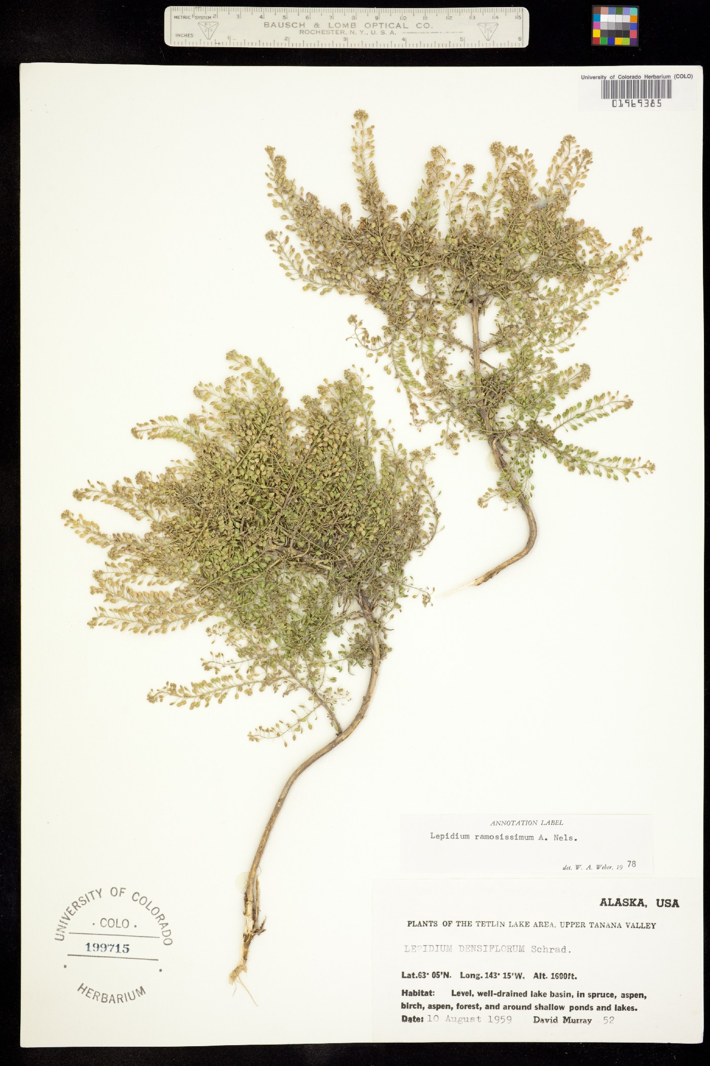 Lepidium image