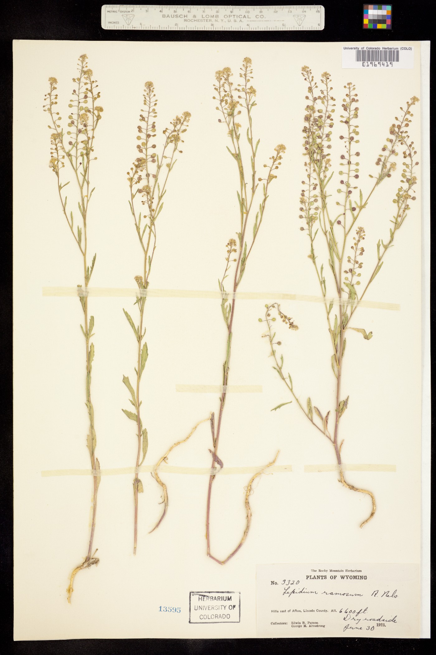 Lepidium ramosissimum image