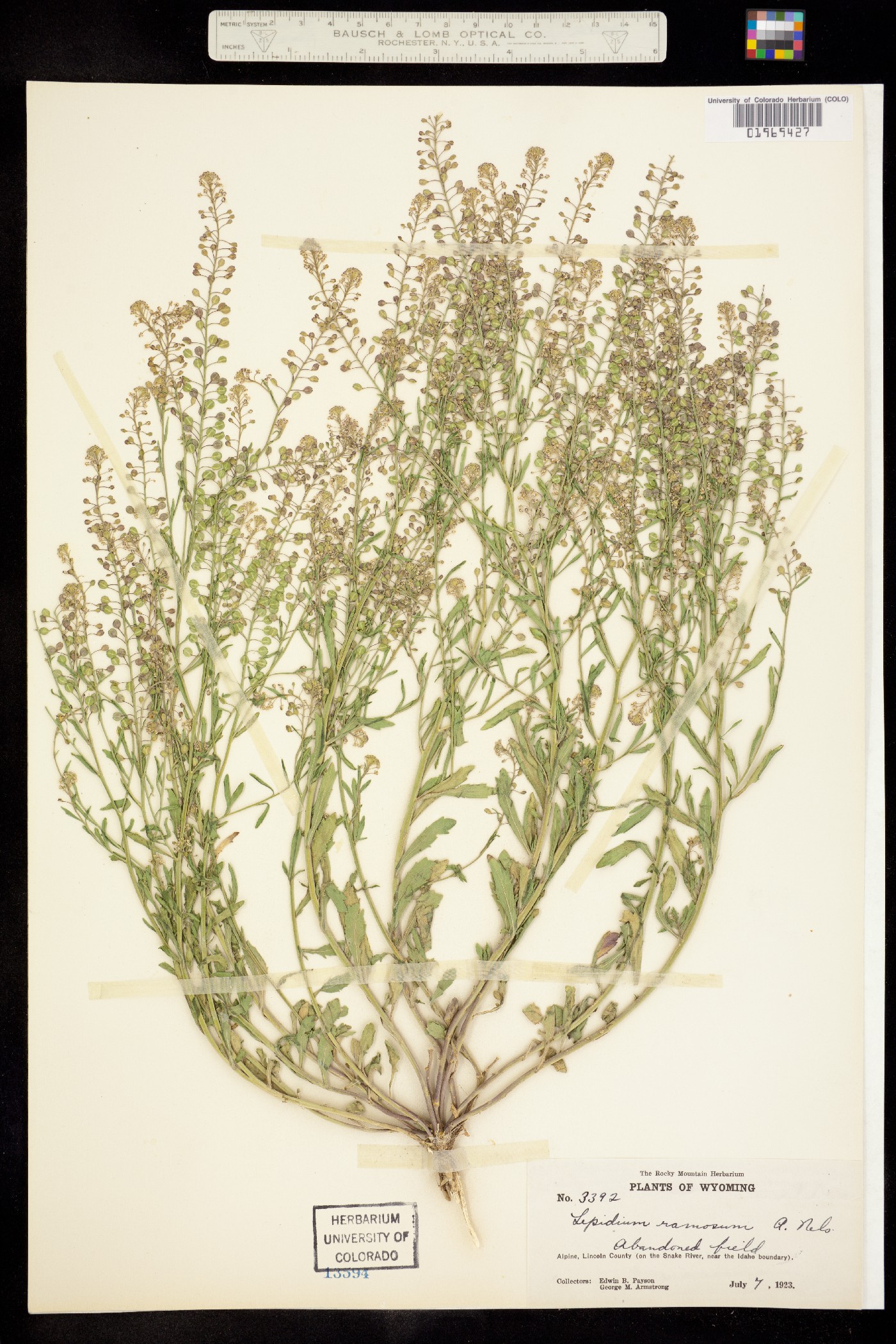 Lepidium ramosissimum image