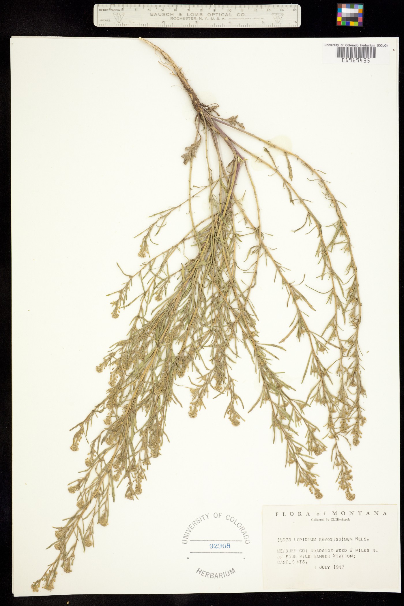 Lepidium ramosissimum image