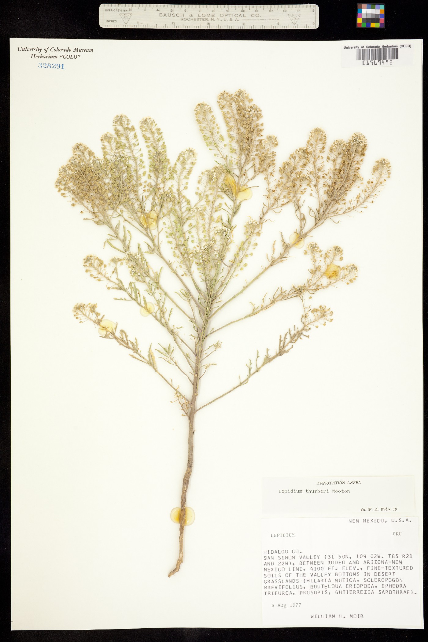 Lepidium thurberi image