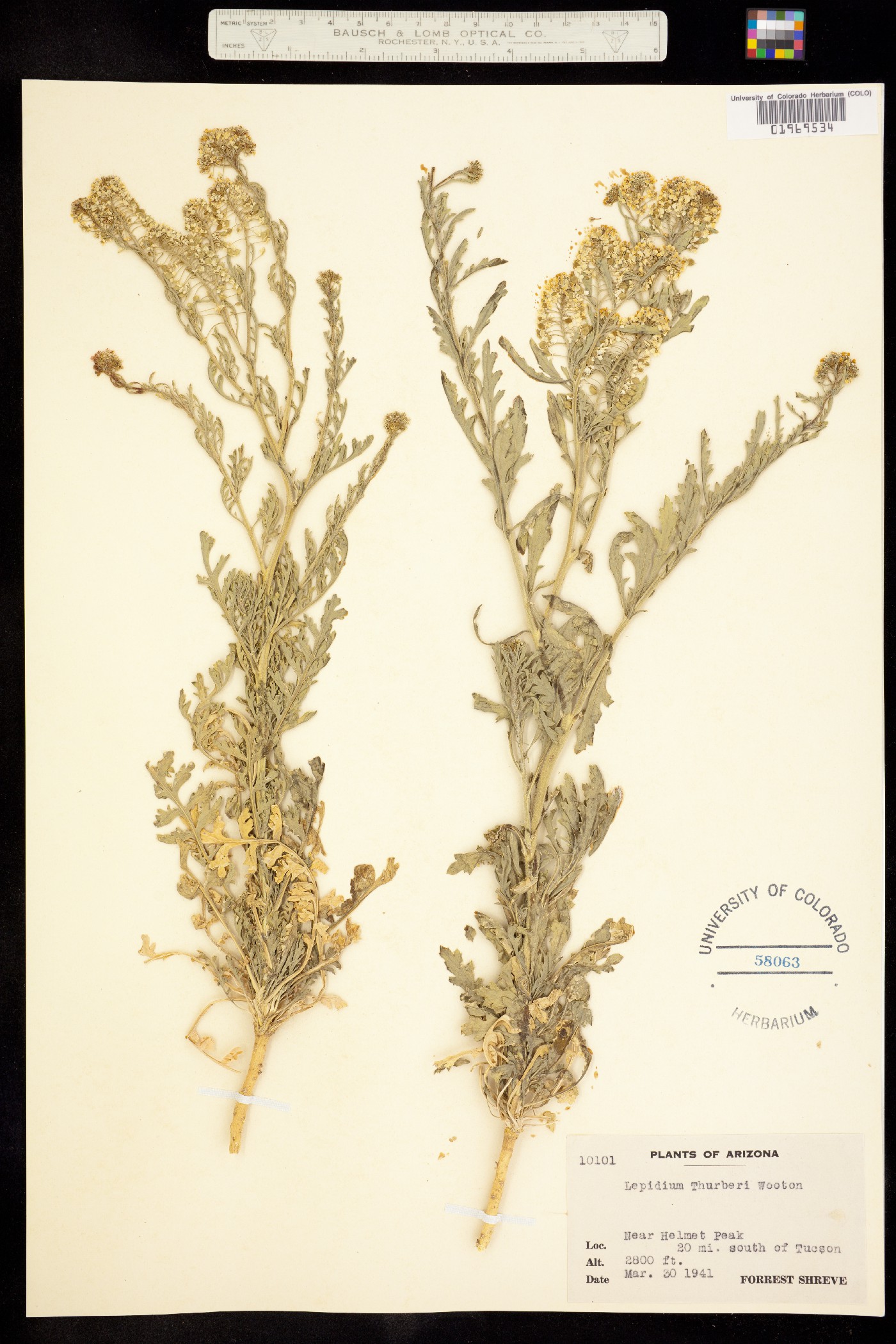 Lepidium thurberi image