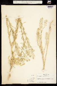 Lepidium thurberi image
