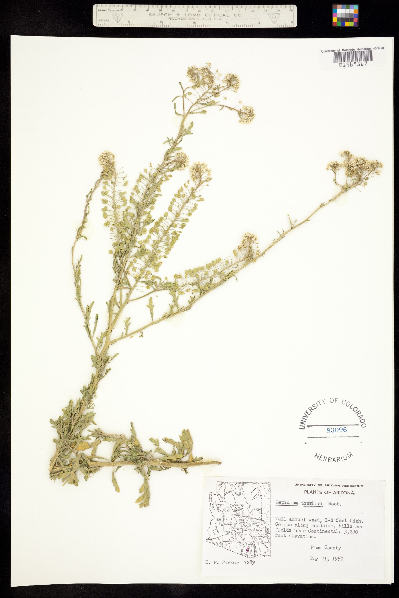 Lepidium thurberi image