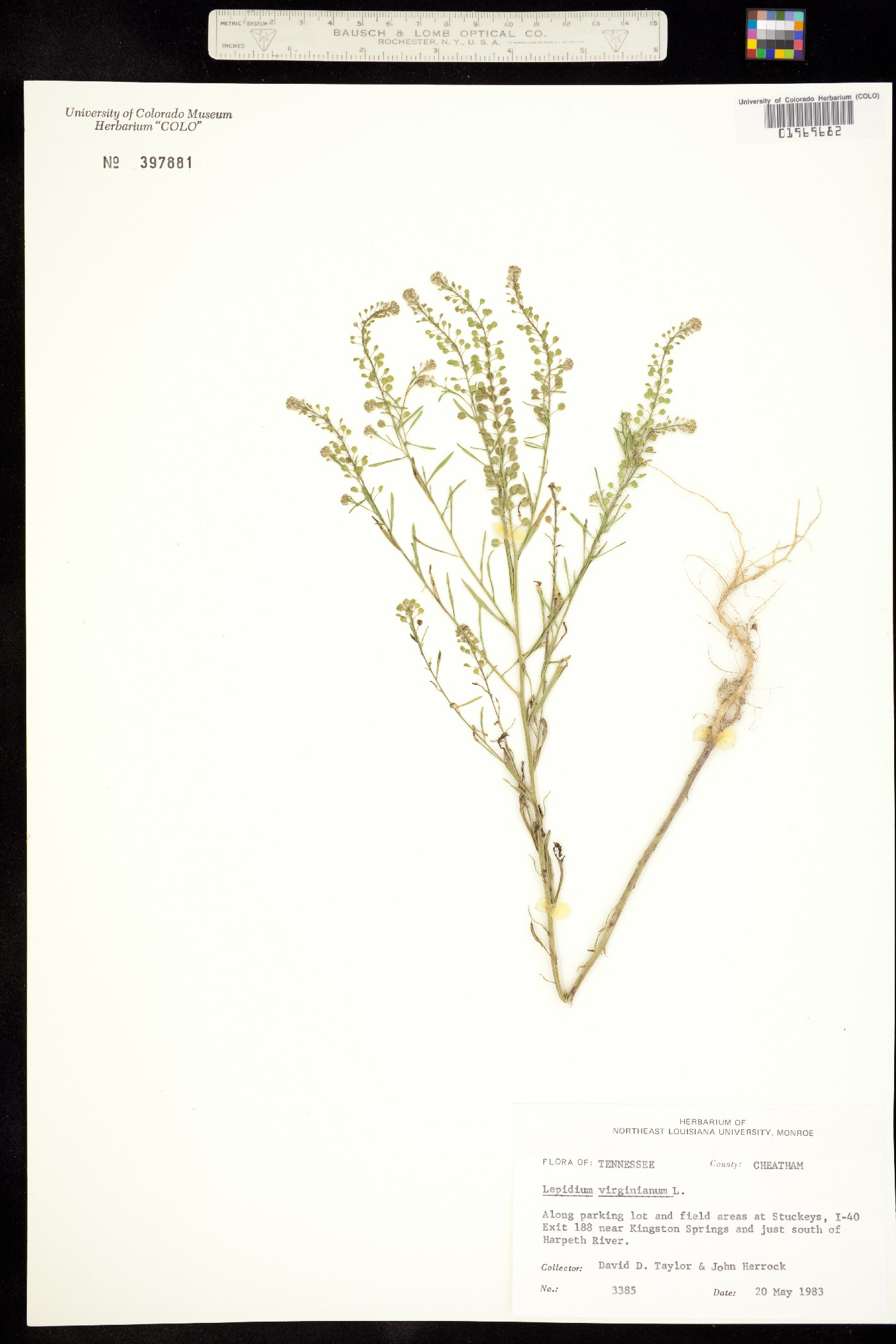 Lepidium virginicum image