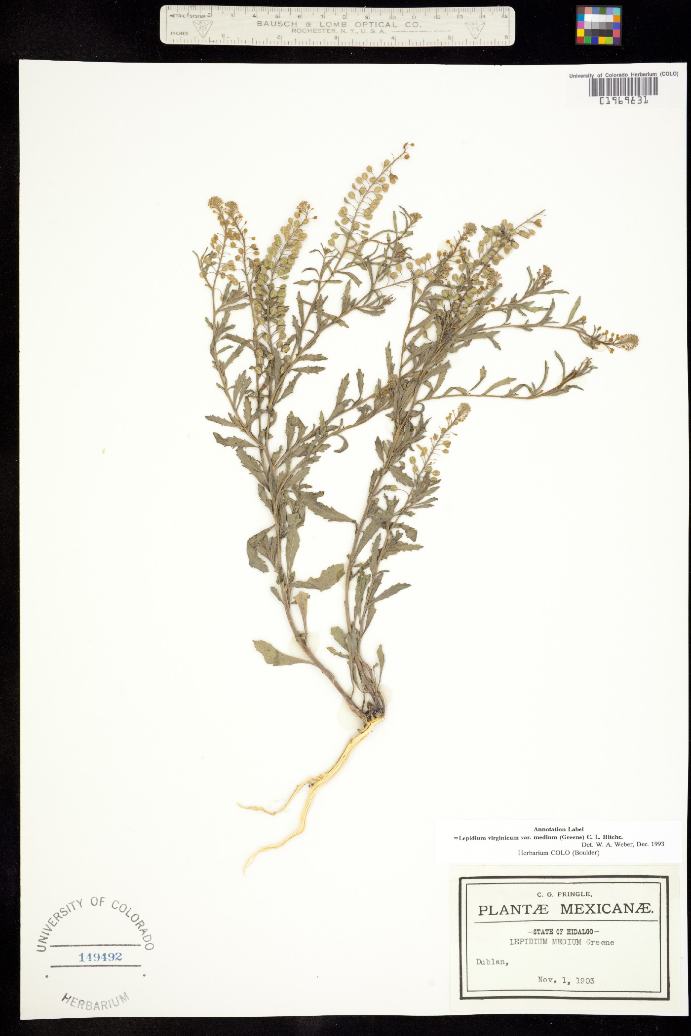 Lepidium virginicum image
