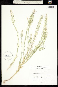 Lepidium virginicum ssp. menziesii image