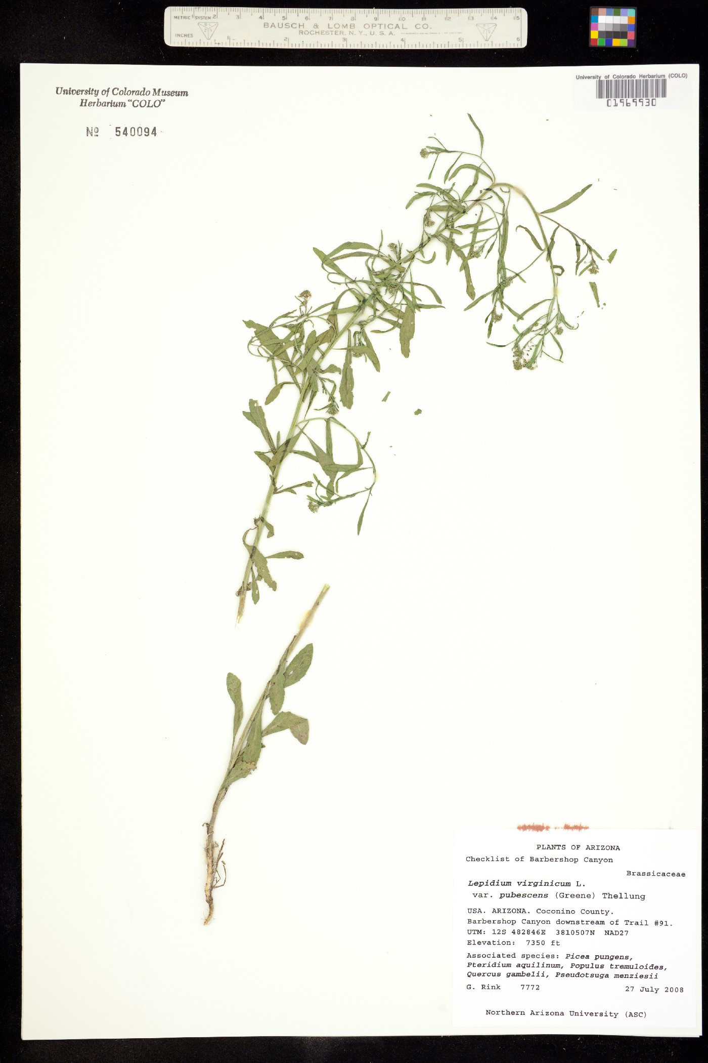 Lepidium virginicum ssp. menziesii image