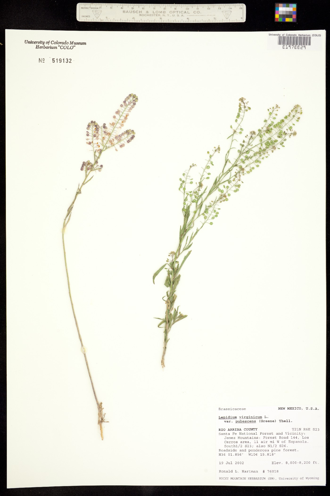 Lepidium virginicum ssp. menziesii image