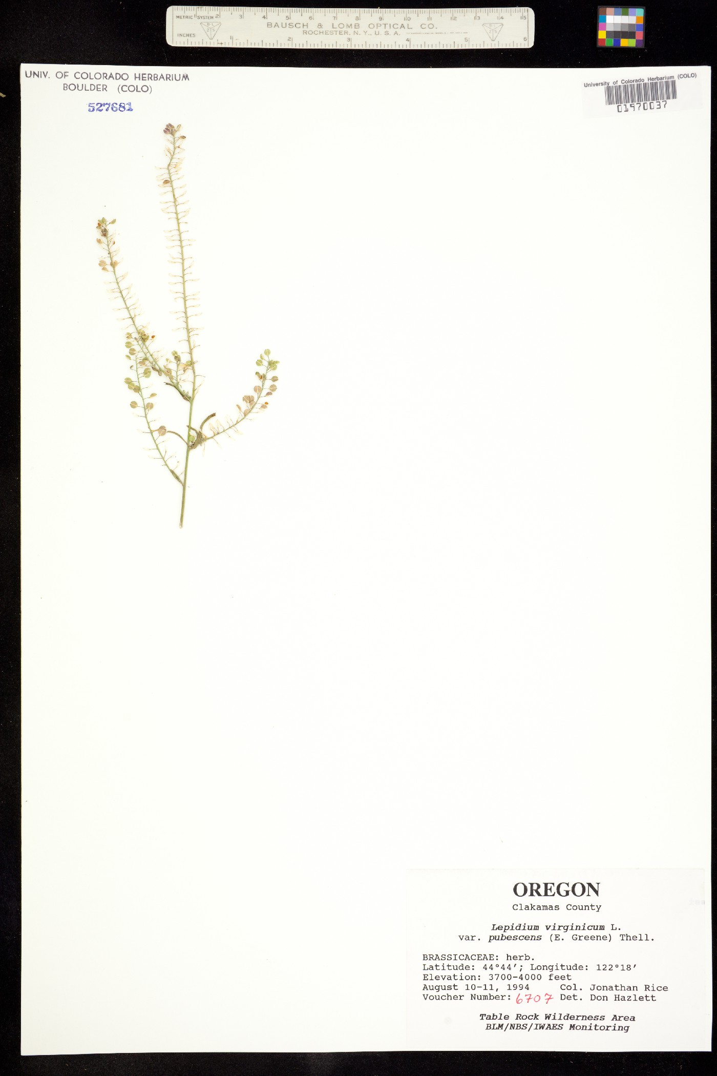 Lepidium virginicum ssp. menziesii image