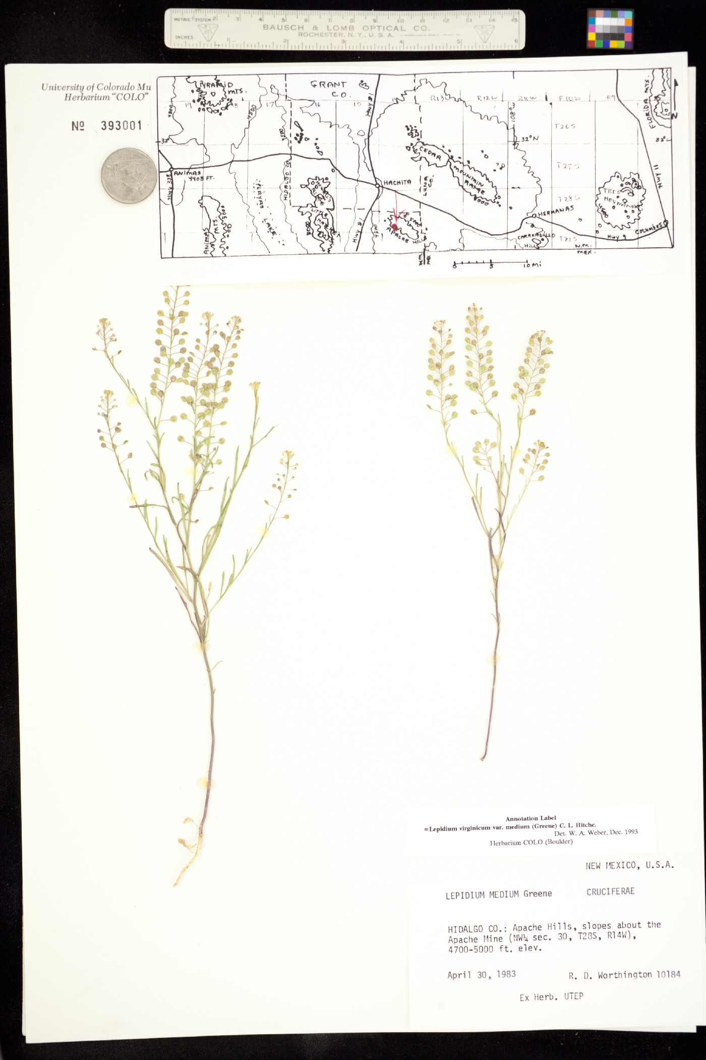 Lepidium virginicum ssp. menziesii image