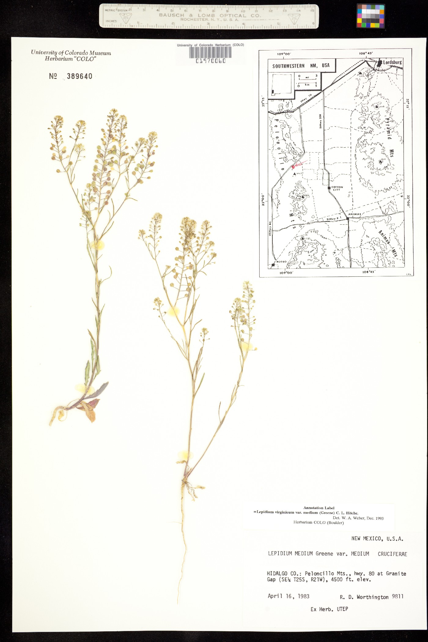 Lepidium virginicum ssp. menziesii image