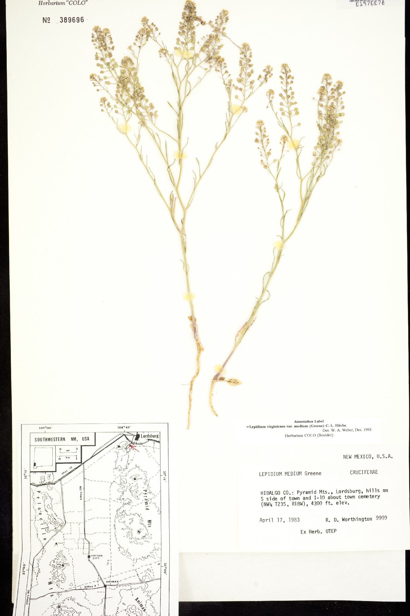 Lepidium virginicum ssp. menziesii image