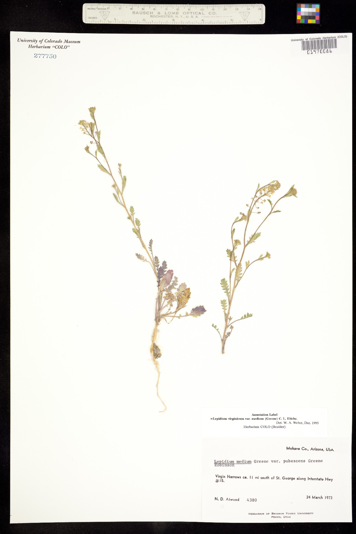 Lepidium virginicum ssp. menziesii image