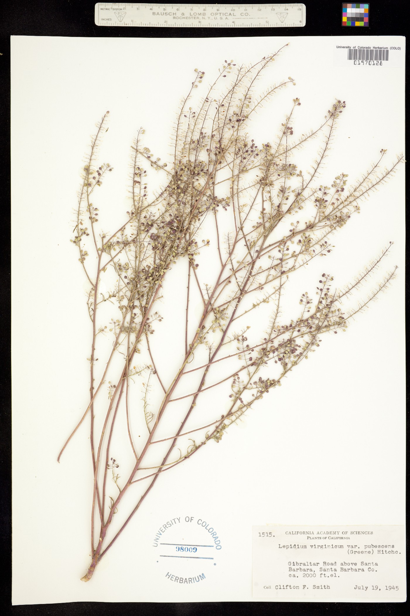 Lepidium virginicum ssp. menziesii image