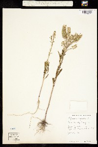 Lepidium virginicum image