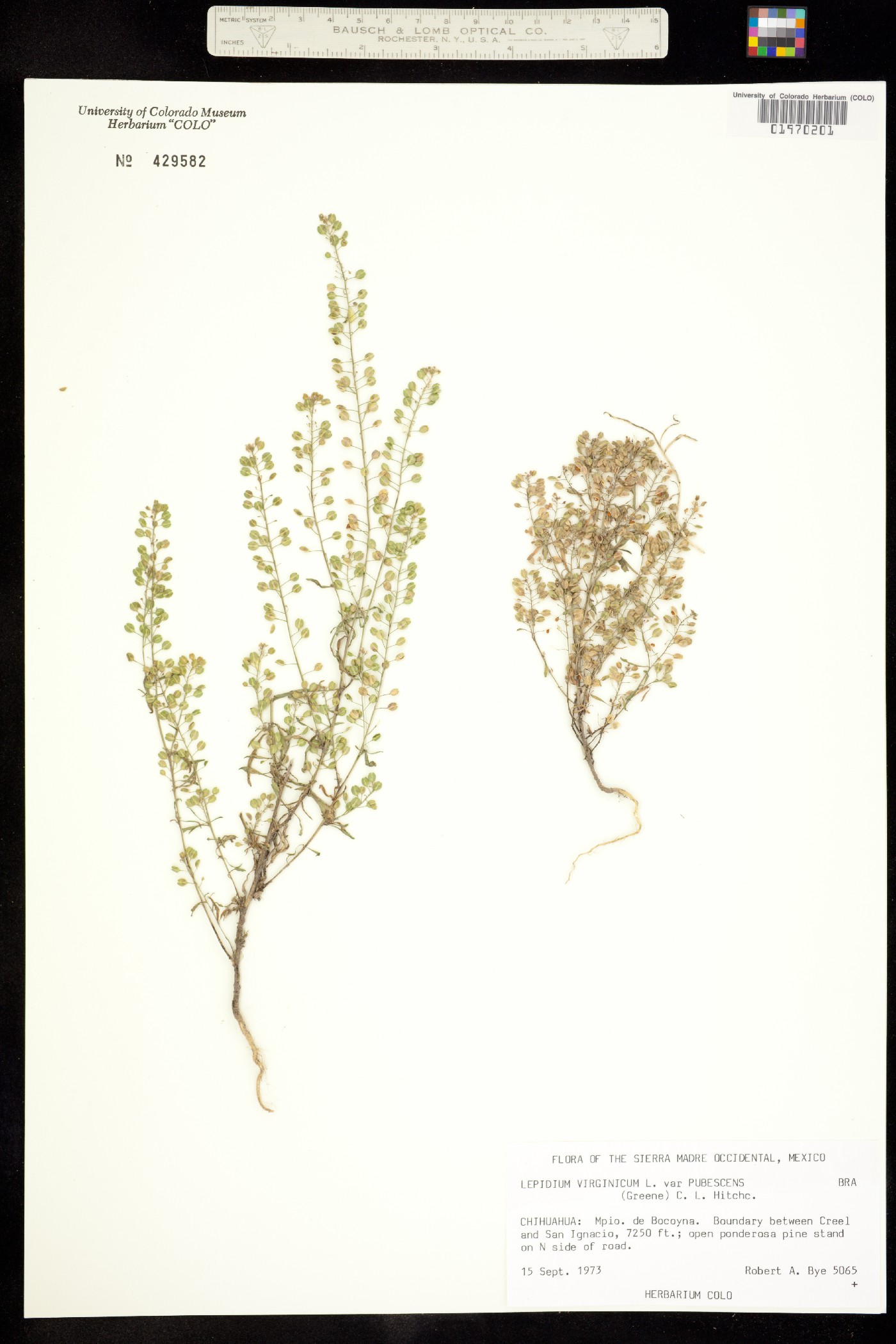 Lepidium virginicum ssp. menziesii image